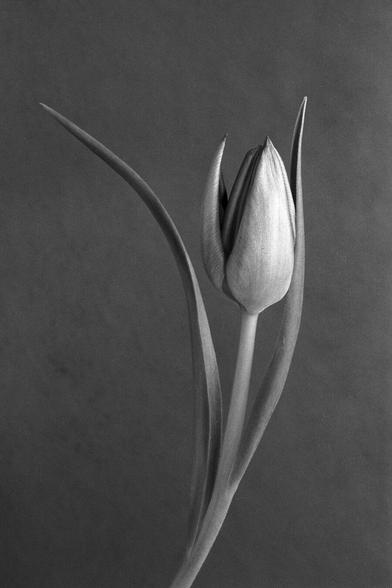 black and white image of a tulip