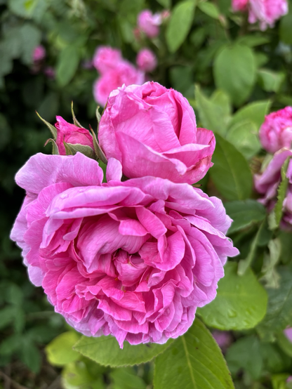 Två stora illrosa rosor.