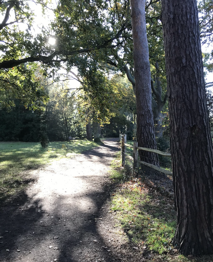 In this image, a dirt and gravel path heads off in a meandering curve, bearing to the right until it is lost to view. A post and rail fence borders the path on its right hand side. To the left, a closely cropped area of grass. The trunks of two Scot’s pines loom over the path from the right foreground. Ahead, in the middle ground and beyond, a spinney stands out greenly comprised mostly of oaks of varying ages. The shallow, late autumn sun shines obliquely through the trees illuminating the path brightly.