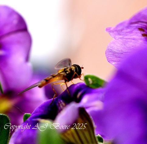 The size of hoverflies varies depending on the species.[6] For example Paragus tibialis[7][8][9] is 3–5 mm (1⁄8–13⁄64 in) long, while Criorhina nigriventris is 13.6–20.6 mm (17⁄32–13⁄16 in) long.[10] Some, such as members of the genus Baccha, are small, elongated, and slender, while others, such as members of Criorhina, are large, hairy, and yellow and black. As members of the Diptera, all hoverflies have a single functional pair of wings, with the hind wings reduced to balancing organs] Many species are brightly colored, with spots, stripes, and bands of yellow or brown covering their bodies Due to this coloration, they are often mistaken both by insect-eating birds and by humans for wasps or bees; they exhibit Batesian mimicry. Despite this, hoverflies are harmless to humans.[6] Drone flies, Eristalis tenax, are an example of a species of hoverfly who exhibit Batesian mimicry
