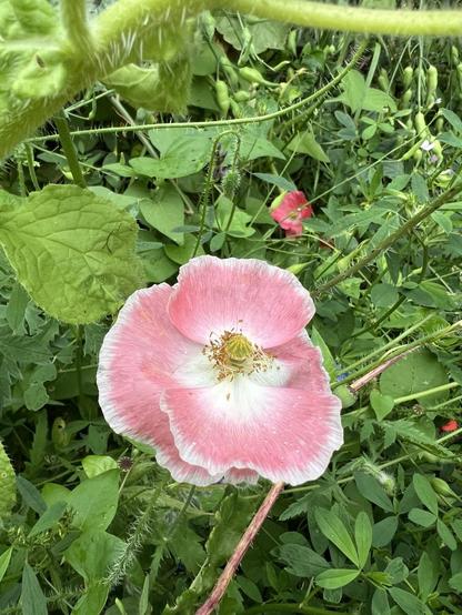 Zartrosafarbene Klatschmohnblüte am Rand und innen weiß, gelber Stempel. Drumherum ganz viel Grün