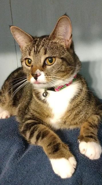 Pax, our tabby cat with white markings, is lying on a blue towel in a bathroom.  Her amber-colored eyes are looking to the left.  Her two striped forelegs with white mittens are out in front of her.  Pax's mouth is slightly open, revealing the tip of her tiny pink tongue.