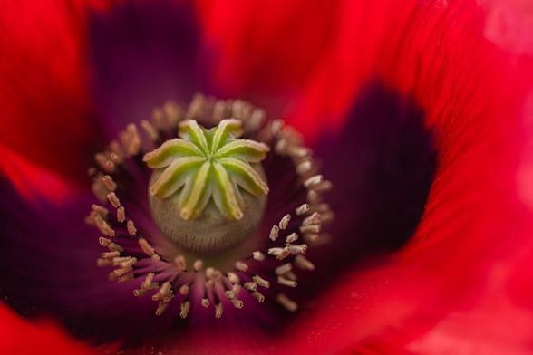 Closeup on a typical poppy flower, the petals are intense red verging on magenta, with a purple blotch at the base. The stamens are deep purple with pale yellow pollinia. The ovary ir pale silvery-green