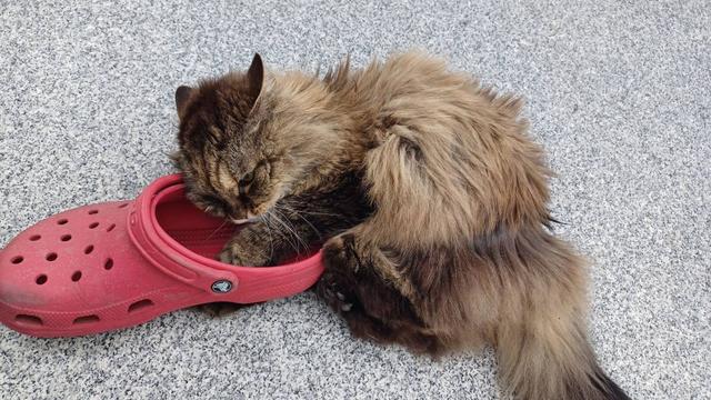 Kitty, eine flauschige Langhaarkatze, liegt auf ihrer Seite auf dem Boden. Neben ihr liegt ein Schlapfen, sie hält ihn mit den Vorderpfoten fest und tritt mit den Hinterpfoten dagegen.
