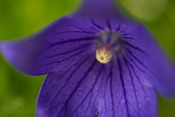 Purple balloon flower with raindrops macro photograph