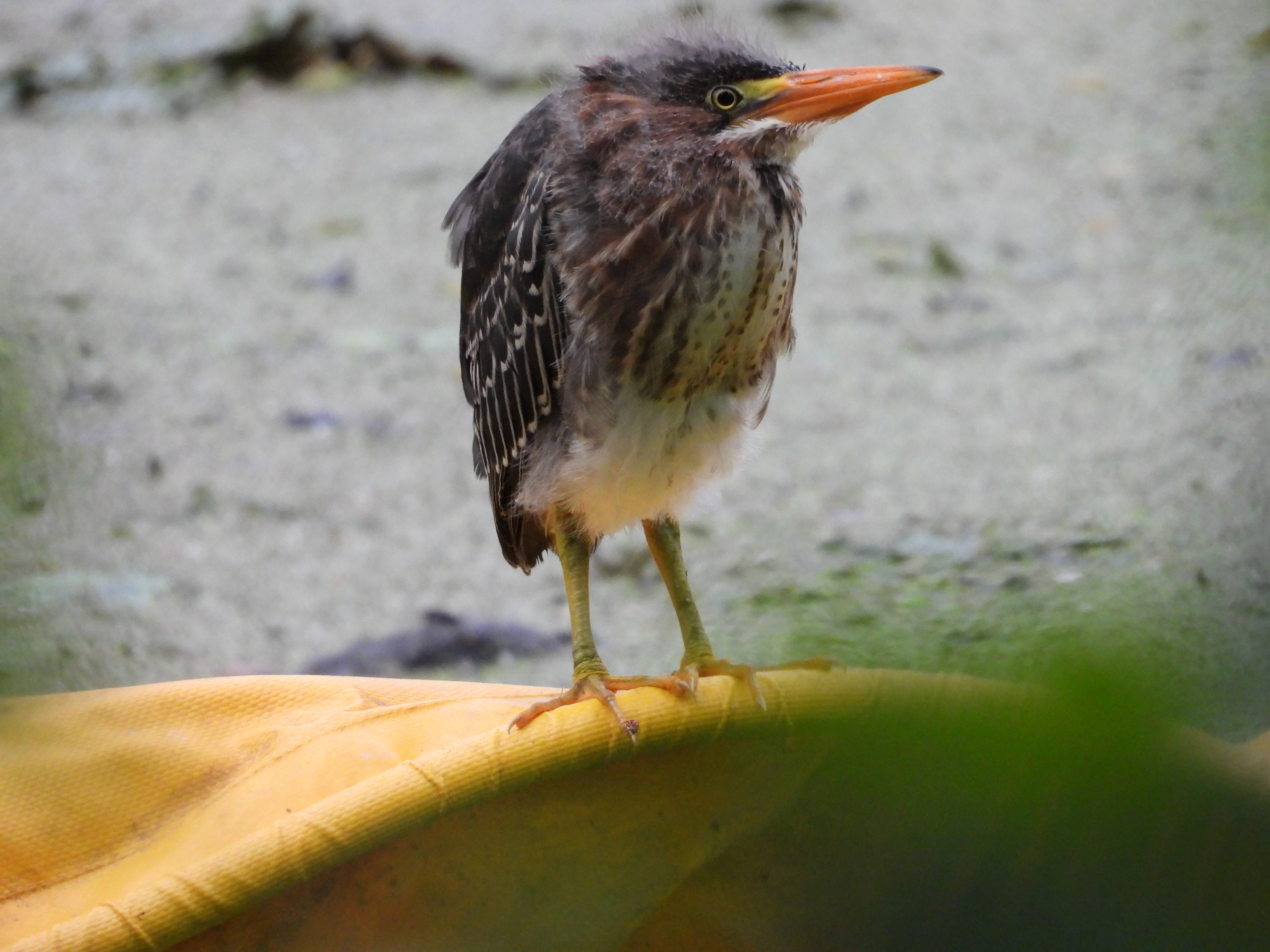 A young Green Heron is standing on a yellow boom and is facing the camera but looking towards the left. The heron's bill is orange but the tip is black. The heron's head, back and wings are a dark green while its breast is white striped burgundy and its belly is white. The heron's legs are greenish yellow and the feed have 3 splayed toes.