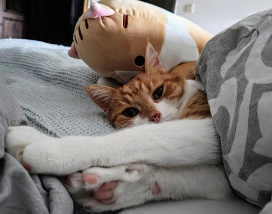 Rot-weißer Kater liegt im Bett, zugedeckt bis zur Schulter, Pfoten ausgestreckt. Schaut genervt, weil ich einfach aufgestanden bin. Dahinter ein Seitenschläferkissen in Form einer rot-weißen Katze. Der Kopf ragt über den Kopf des echten und einzig wahren rot-weißen Kater.