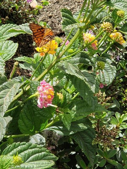 Orange and black butterfly posed on a multicolor flower. The wings are half closed, which shows yhe underside of the wings, which have silver-white spots. The rest of the picture has more flowers, greenery and patches of bare dirt seen through the leaves.