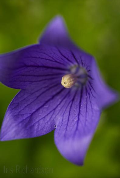 Purple Balloon flower vertical macro photograph