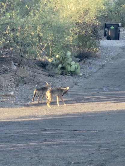 Two coyotes on a desert road, one of them has an itch.