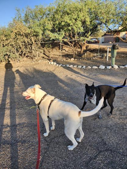 Two dogs being very excited to see their coyote brethren/sistren down the road
