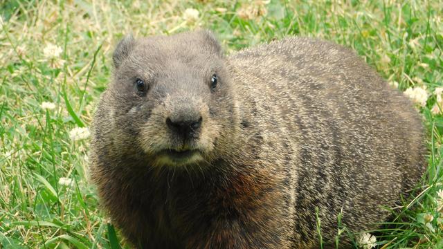 A beautiful brown (with light brown bits around their chops) groundhog looks just off to the right of the shot. They're standing in very green looking grass, with bits of clover dotted in it here and there. Groundhog was wondering if I was a threat, I think, so they were examining me very carefully!