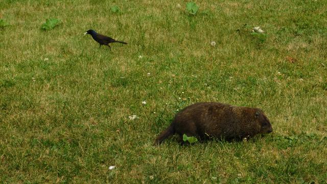 A beautiful groundhog on the right, a small bird on the left, each facing different ways. I don't know my birds, but I think it's a starling. Could be wrong though. They're munching their way across some grass, which has the occasional bigger leaf in it and some clover dotted around a bit.