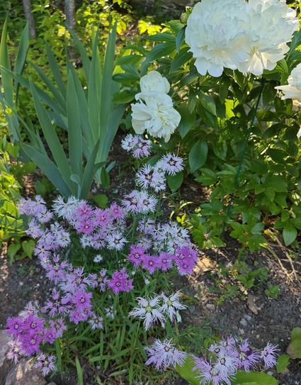 A patch of shaded perennial garden with feathery edged dianthus in a riot of pinks, from the most delicate baby pink to an eye popping magenta. They're backed  by the foliage of iris and peony. One white peony droop toward the dianthus from above while others stand tall. Golden late afternoon light filters through the garden from beyond the greenery.