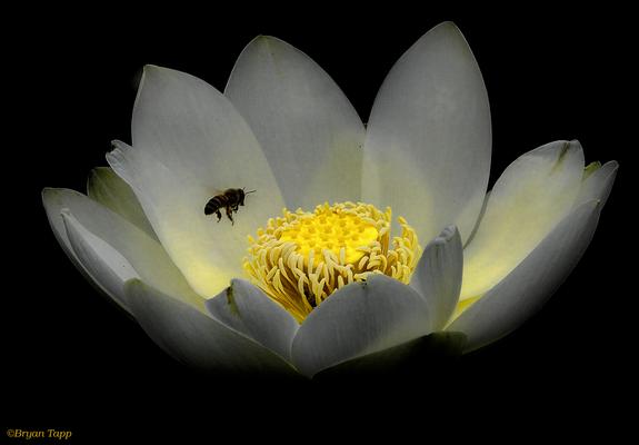 A bee flying into a lotus flower.  The petals of the flower are white in a dark background, the heart of the flower is bright yellow.