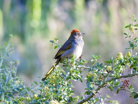 A tri-colored bird perches on a branch in a tranquil woodland setting, blending harmoniously with the natural surroundings.