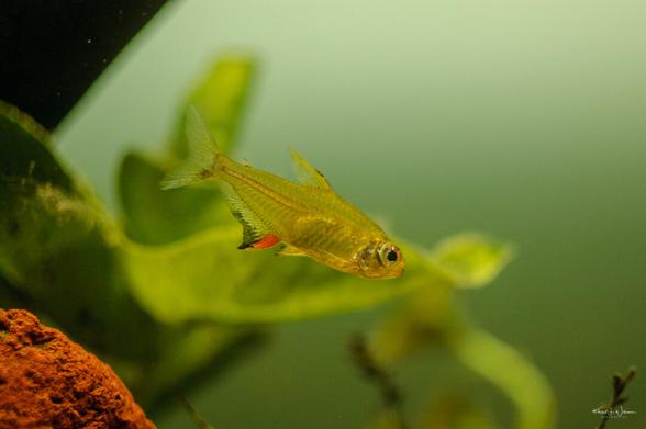 Tropical Fish, Aquarium, Tetra