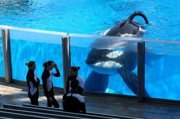 Ballena