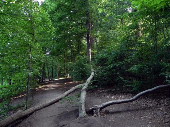 un arbre au bord du chemin qui pousse quasi à l'horizontale soutenu par un tronc qui barre le chemin, à droite, un autre arbre couché mais encore enraciné dans le sol. Le chemin est bordé d'arbres verdoyants.