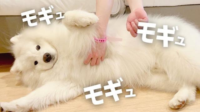 サモエドがお部屋でだらけ過ぎた日