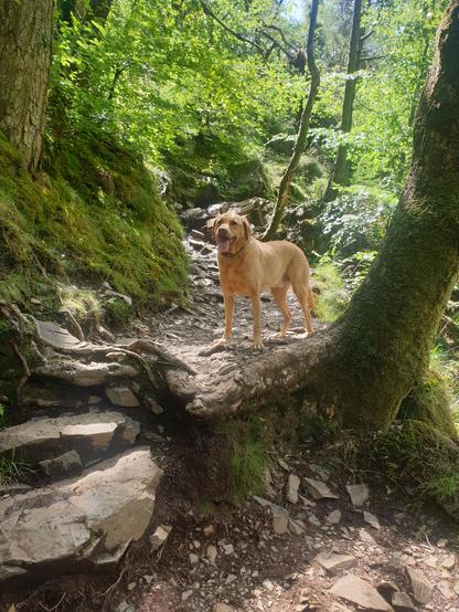 Dappled sunlight through bright green leaves illuminates a path through woodland.

Two well worn stones act as steps along the path. 

Standing further along the path is a patiently waiting Yellow Labrador.