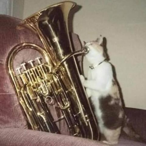 A cat playing the brass instrument
