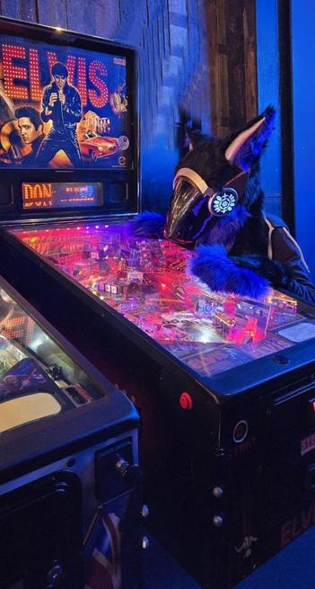 Photo of an interior room bathed in neon pink and blue light. A protogen fursuiter is resting their helmet on the illuminated display of a elvis pinball machine. The fursuit has blue and black fur, blue LEDs in the face and side panels and bronze and silver painted metallic plastics on the head.