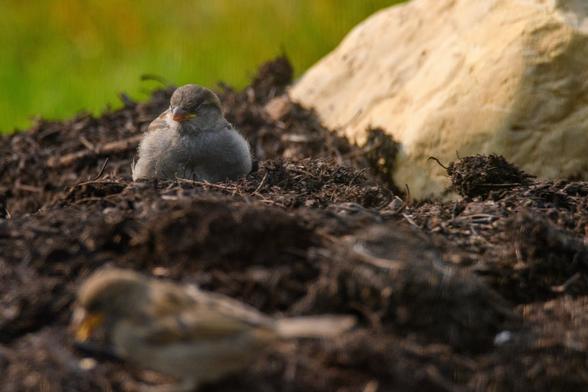 A small House Sparrow laying in the mulch with his eyes closed while basking in the morning sun