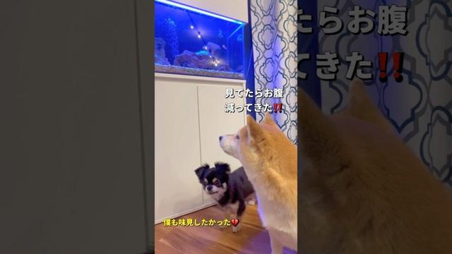ポンとチビの日課🐶🐶#柴犬 #チワワ #shorts