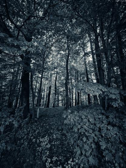 A peek into the densely forested world of green, replete with foliage and a heavy canopy that blocks most of the light from the sky