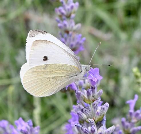 Ein weißgelber Schmetterling mit einem schwarzen Fleck auf seinem Flügel, das wie ein Herz aussieht, nascht an lila Lavendelblüten.