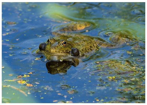 Chez les anoures, la communication est principalement acoustique. Les individus étant répartis autour de la mare et souvent cachés par la végétation, ils peuvent néanmoins communiquer sans se toucher ni se voir. Le chant permet aux mâles d’affirmer leur territoire. Certains d’entre eux vont amorcer la rencontre sexuelle avec de petits cris. Les femelles sont attirées par les mâles chantant fort ; elles s’approchent et, en principe, le couple se forme.

Seuls les mâles ont un appareil émetteur et amplificateur de sons. Lorsque l’espèce est pourvue d’un sac unique sous la gorge, celui-ci forme au repos « un double menton » à peau flasque et plissée. Si elle dispose d’un sac de chaque côté de la tête, au repos, ces sacs sont invaginés. C’est un caractère sexuel secondaire qui s’acquiert à la maturité sexuelle de l’animal. Le chant est particulièrement actif pendant la période de reproduction. En dehors de cette période, à part quelques espèces telles que les grenouilles vertes, les individus se dispersent dans l’environnement et n’ont plus besoin de chanter.