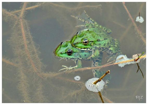 L'accouplement des grenouilles rieuses (Pelophylax ridibundus) se déroule généralement au printemps, entre avril et juin, lorsque la température de l'eau dépasse 15°C. Pendant cette période, les mâles émettent des coassements puissants et continus pour attirer les femelles. Ces chants servent également de signal territorial entre mâles.

Une fois qu'une femelle est attirée par un mâle, l'accouplement, appelé accouplement axillaire, a lieu. Le mâle saisit la femelle par la taille, en la tenant fermement. Il dépose alors des spermatozoïdes sur son dos, puis la femelle se retourne et reçoit les spermatozoïdes sur son ventre. Elle absorbe ensuite ces spermatozoïdes, ce qui permet la fécondation des œufs.

Après la fécondation, la femelle pond un grand nombre d'œufs en plusieurs tas ou paquets dans l'eau, généralement entre 1 000 et 2 000 œufs, pouvant aller jusqu'à 10 000. Ces œufs éclosent après environ 10 à 14 jours, libérant des têtards qui métamorphoseront en grenouilles adultes en environ trois mois.