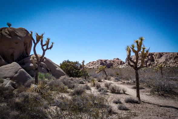 The image depicts a desert landscape under a clear blue sky. In the foreground, there are Joshua trees with their distinctive Y-shaped branches and spiky leaves, scattered across the sandy ground. The ground is covered with sparse vegetation, including small shrubs and grasses, typical of a desert environment. Large, smooth boulders are visible on the left side, adding to the rugged terrain. In the background, more Joshua trees and rocky formations can be seen, creating a sense of depth. The overall color palette consists of earthy tones, with the blue sky providing a stark contrast.

Provided by @altbot, generated privately and locally using Ovis2-8B