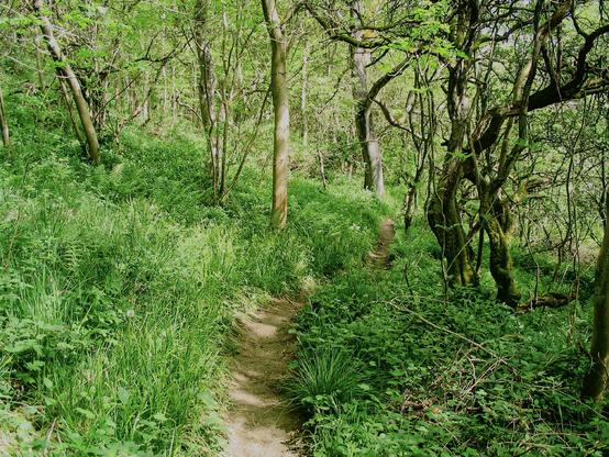 A study in green. A path winds through a green wood with grass and trees alongside.