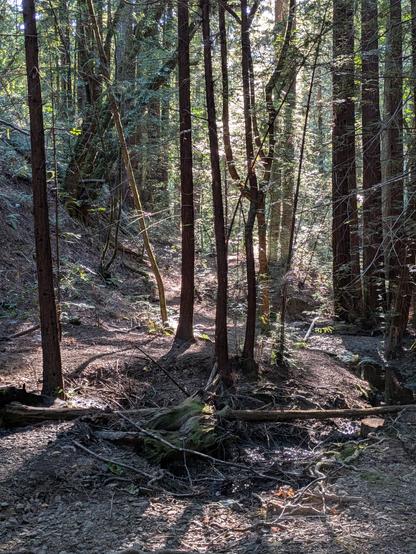 A forest nook lit by low sunrise rays.  A footpath wends over duff between young redwoods and maples.