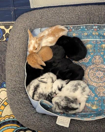 Ten baby bunnies snuggling in a fleece bed