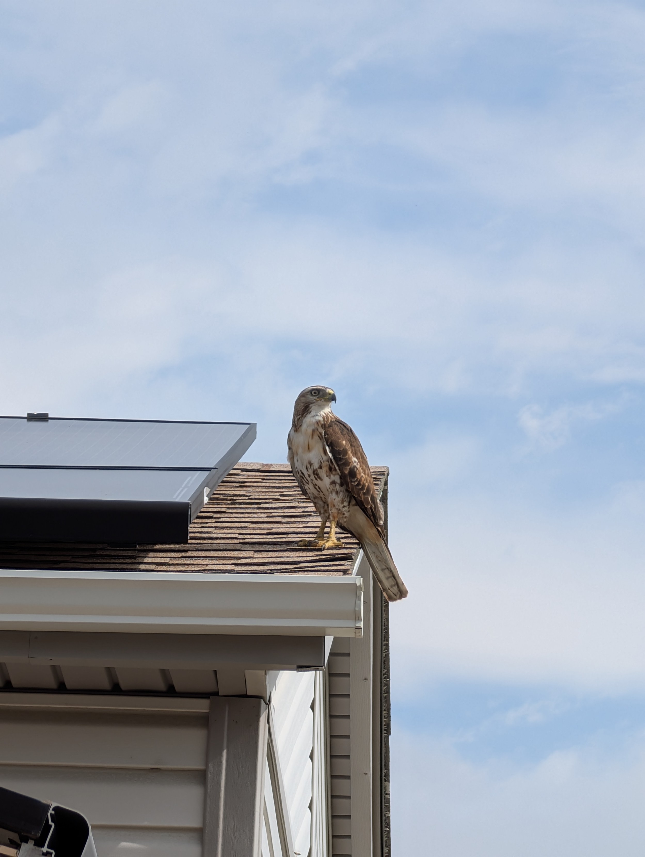 A juvenile red-tailed hawk perched on a slanted roof in front of the solar panels looking down at a native yard with anticipation.