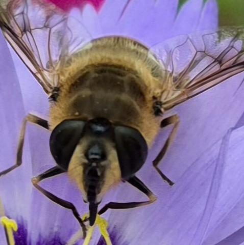 Frontal closeup of a pollinator in a purple flower. To my untrained eye it looks like a single set of wings and big fly like eyes. But what do I know?
