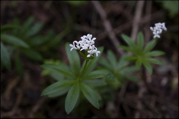CAT
Flors que l bosc silenciarà
d'ací a pocs dies.
Flors blanques acomboiades
per la brisa lleugera.
Flors per als ulls ben oberts
i mirada desperta.
Flors que miren enlaire
i enlloc més.

OC
Flors que lo bòsc farà silenci
dins qualques jorns.
De flors blancas se balançavan
per la brisa leugièra.
Flors pels uèlhs dobèrts
e un agach alèrta.
Flors que regardan en naut
e enlòc mai.