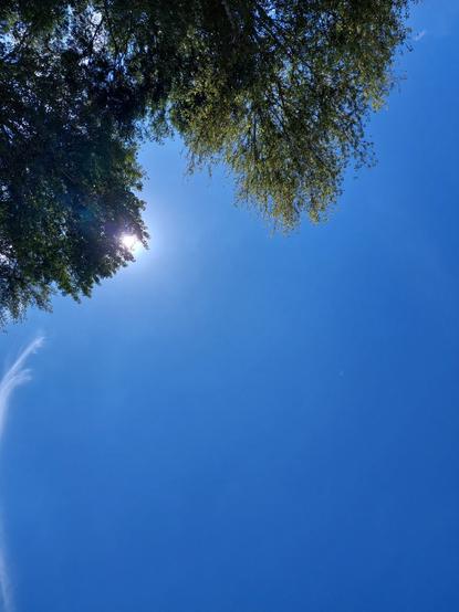 Ciel bleu, des branches d'arbres, photographiées par en dessous d' assez loin, masquent le soleil