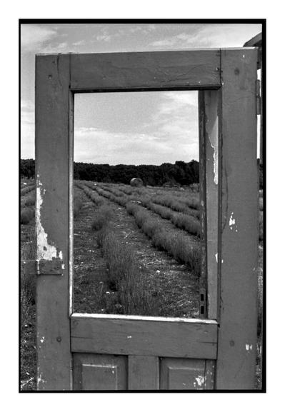 An old, weathered wooden door stands alone in a lavender field, framing the rows of plants and a distant hay bale. Captured on Kodak TMAX 400 black and white film with a Minolta Dynax 7