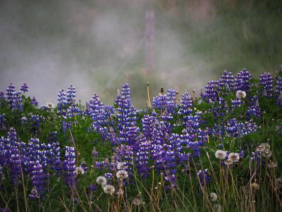 Purple lupine flowers and dandelion seed balls on a steamy background coming out of a hot spring stream.
