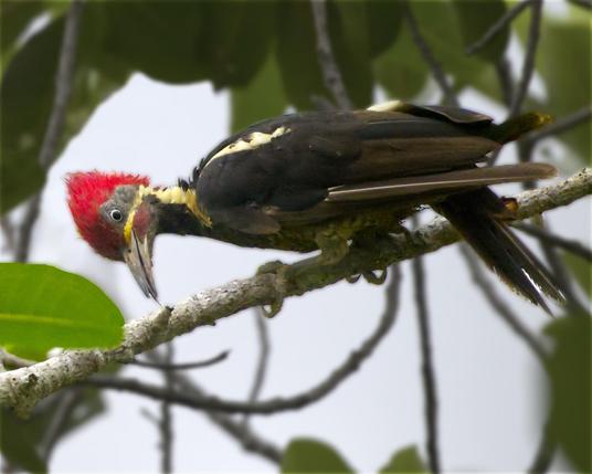 A goofy-looking large woodpecker with a bright red crest has his tongue out to probe into a branch. A wing feather is twisted around but has not yet fallen from  his disreputable looking plumage. This is the male Lineated Woodpecker. Despite his messy appearance, he had a mate, and she was working the same tree, but even deeper in shadow and twigs so she's not included in this photo. Osa Peninsula, Costa Rica. Photo by Peachfront.