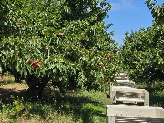 This WA field is waiting for farm workers to come in and start harvesting the cherries.