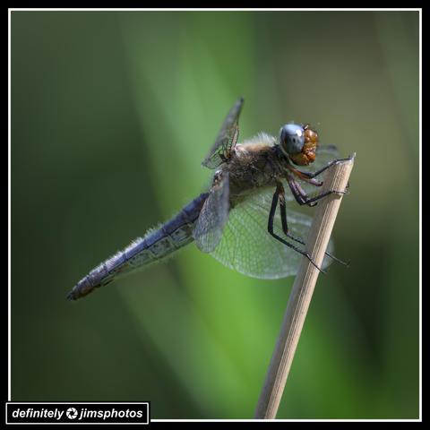A close-up of a dragonfly perched on a slender stick, its blue and brown body sharply in focus. The dragonfly’s transparent wings and large compound eyes stand out against a softly blurred green background, creating a natural contrast.