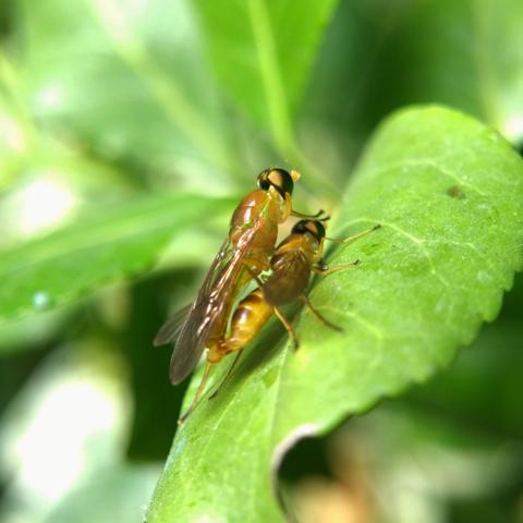 A pair of yellow flies with elongated bodies, long wings, and large, hemispheric gold-bronze-green iridescent eyes, mating on a leaf.