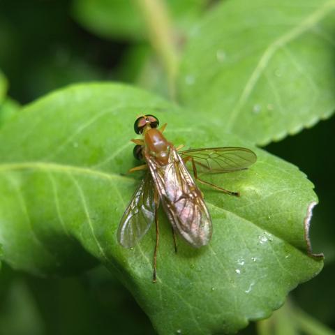 The flies seen from above. The male (upper) has his wings folded over his back; the female (lower) has her wings spread. The male's hind legs have short, bright golden fur on the bottom side.