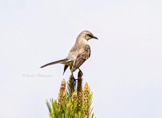 "At the crown of a young pine, a northern mockingbird perches with quiet poise, its slender frame cloaked in soft gray plumage that lightens to a cloudlike white along its underparts. Dark wings, crisply edged in white bars, fold neatly at its sides, while its long tail lifts ever so slightly, as if poised to balance on an unseen breeze. It faces right, beak angled forward—not aggressively, but with quiet intent—as though it’s listening for a distant note or surveying the horizon for its next watchpoint.

All around, the pine’s needles shimmer deep green and fine, stirred gently by the wind, with a few small cones nestled like punctuation in the branches. Behind this sentinel, the sky stretches pale and flawless, a wash of delicate blue undisturbed by cloud or clutter. In that serene frame, the bird becomes both presence and pause—a quiet monarch in a kingdom of air and whispering green." - Copilot