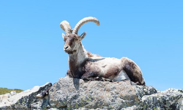 Cabra en la piedra de la montaña de Gredos (David San Segundo Navas -AVILA-)